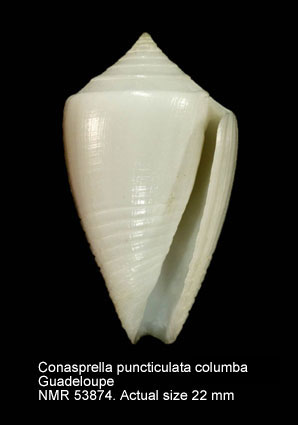 Conasprella puncticulata (f) columba.jpg - Conasprella puncticulata columba(Hwass,1792)